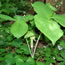 Arisaema